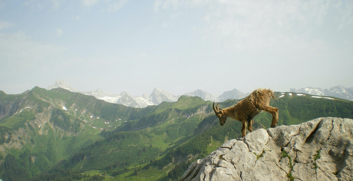 mountains scene with mountain goat looking down from rocky ledge