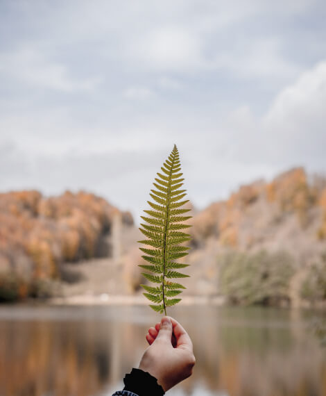 hand holding a leaf in front of a natural scene of a waterway and tree-covered hills