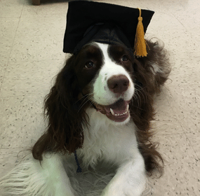 springer spaniel with a graduation cap on his head